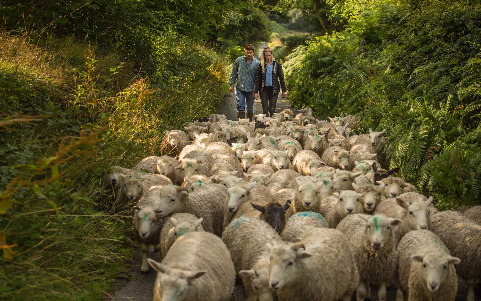 Shepherd, Sheep, Wool, Devon, farmers, agriculture, Dartmoor, country living, country life, Portraits, Portrait Collection, Life portraits, Portrait photography, Life Studies, Portrait Study, Life Study, Portraiture, Photographie, Photographie de portrait, Portraitfotografie, fotografía de retrato, портрет сүрөт, portret süröt, портретная фотография, portretnaya fotografiya, Portraits, Documentary Photography, PhotoJournalism, People of UK, Carey Marks Photography.