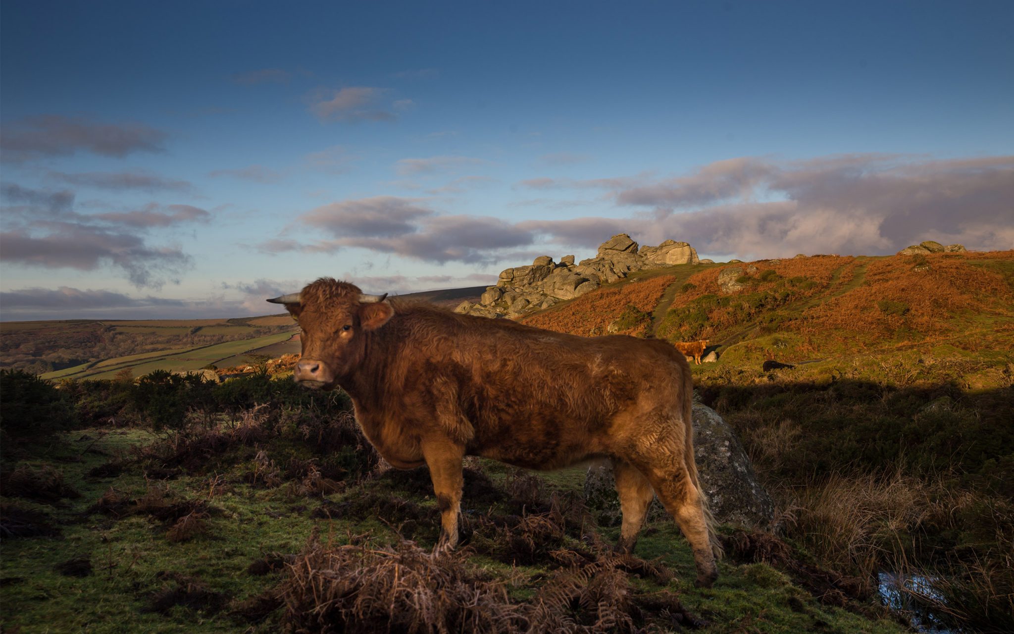 Dartmoor National Park, DNPA, Cattle, Devon Reds, Galloways, Farming on Dartmoor, Saddle Tor, wild pasture, Carey Marks photography