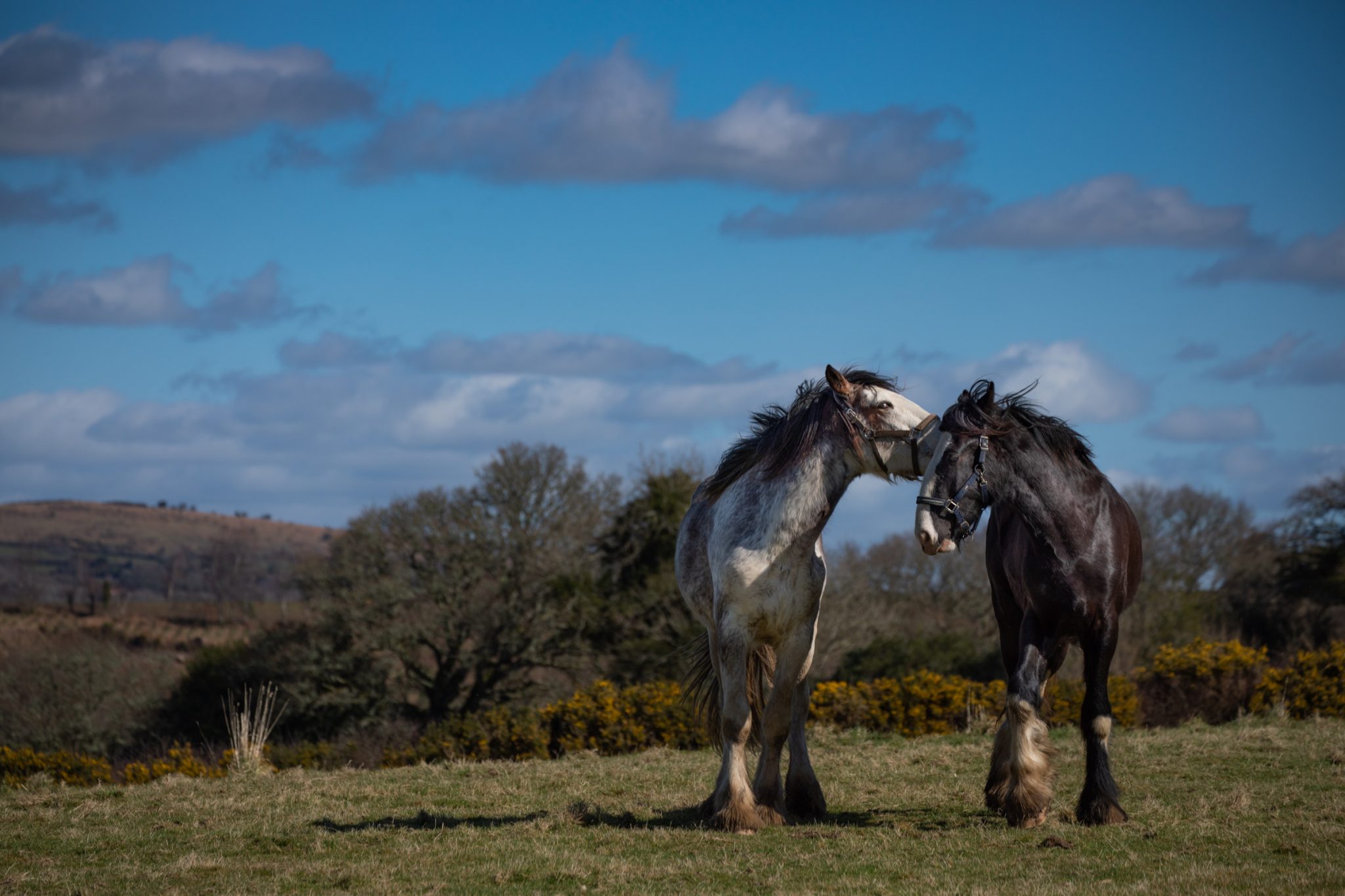 Heavy Horses at Running Deer CIC. Dartmoor South Devon.