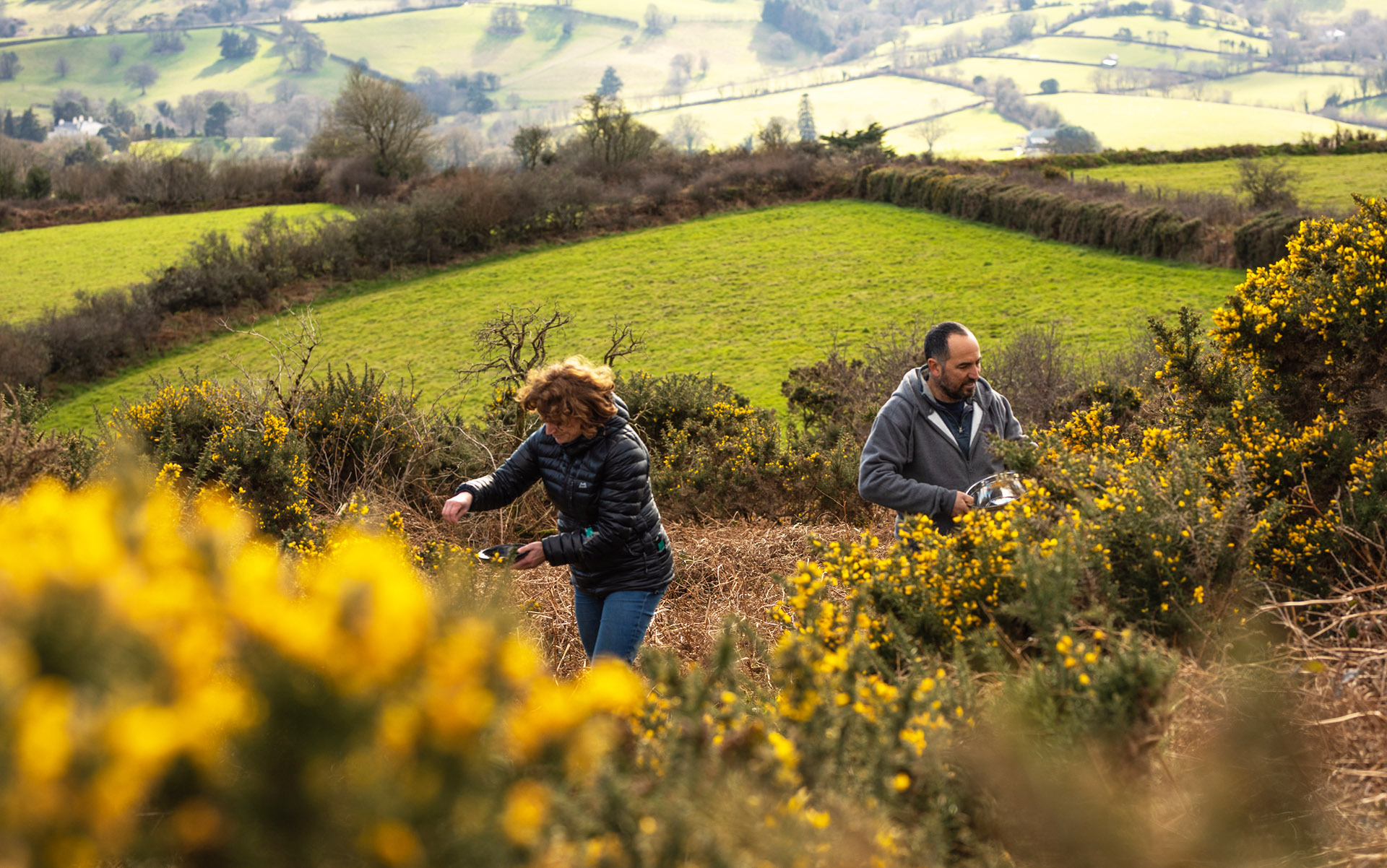 Collecting gorse on Dartmoor. Used as botanical to flavour Papillon Gin.